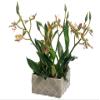 9" Mini Starolous Orchid Plant in Basket Green Burgundy (pack of 4) view 1