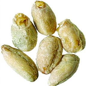 Malt - Rye - 1 lb