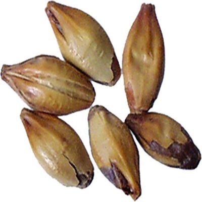 Brewmaster - GR573CM Malt - British Crystal 50/60L- 1 lb Milled