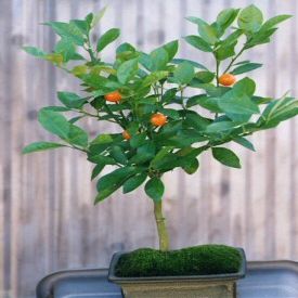 Flowering Tangerine Citrus Bonsai Tree - Seedless(kishu mandarin)