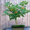 Flowering Tangerine Citrus Bonsai Tree - Seedless(kishu mandarin) view 1
