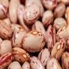 Beans, Pinto, Organic, 25# Bulk view 1