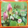 1.75oz Fortuna Lotus Tea (25 Tea Bags), Pack of 1 view 1