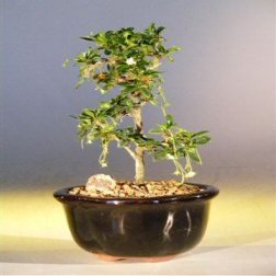 Bonsai Boy's Fukien Tea Bonsai Tree Straight Trunk - Small ehretia microphylla