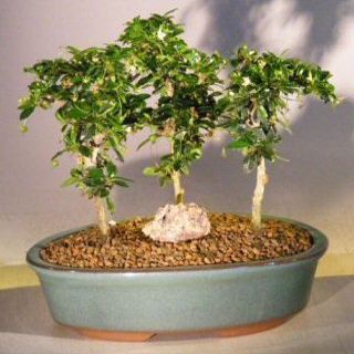 Bonsai Boy's Fukien Tea Bonsai Tree Three Tree Forest Group ehretia microphylla