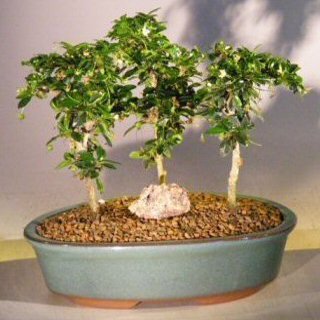 Bonsai Boy's Fukien Tea Bonsai Tree Three Tree Forest Group ehretia microphylla