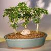 Bonsai Boy's Fukien Tea Bonsai Tree Three Tree Forest Group ehretia microphylla view 1