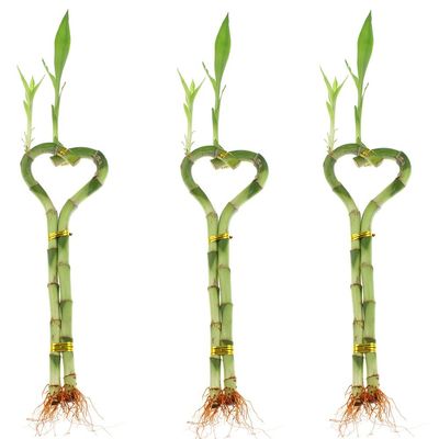 Betterdecor-3 Pairs (3 Pieces) of 6 Inches Heart-shaped Lucky Bamboo for Gift and Fengshui