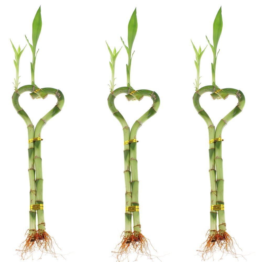 Betterdecor-3 Pairs (3 Pieces) of 6 Inches Heart-shaped Lucky Bamboo for Gift and Fengshui
