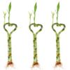 Betterdecor-3 Pairs (3 Pieces) of 6 Inches Heart-shaped Lucky Bamboo for Gift and Fengshui view 1