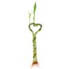 Betterdecor-3 Pairs (3 Pieces) of 6 Inches Heart-shaped Lucky Bamboo for Gift and Fengshui view 2