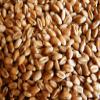 10lb Kansas Wheat, Wheat Seed, Cat Grass, Wheat Grass view 2