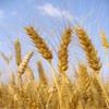 10lb Kansas Wheat, Wheat Seed, Cat Grass, Wheat Grass view 3
