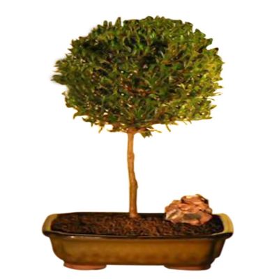 Bonsaiboy Flowering Brush Cherry - Ball Style Bonsai Tree (eugenia myrtifolia)