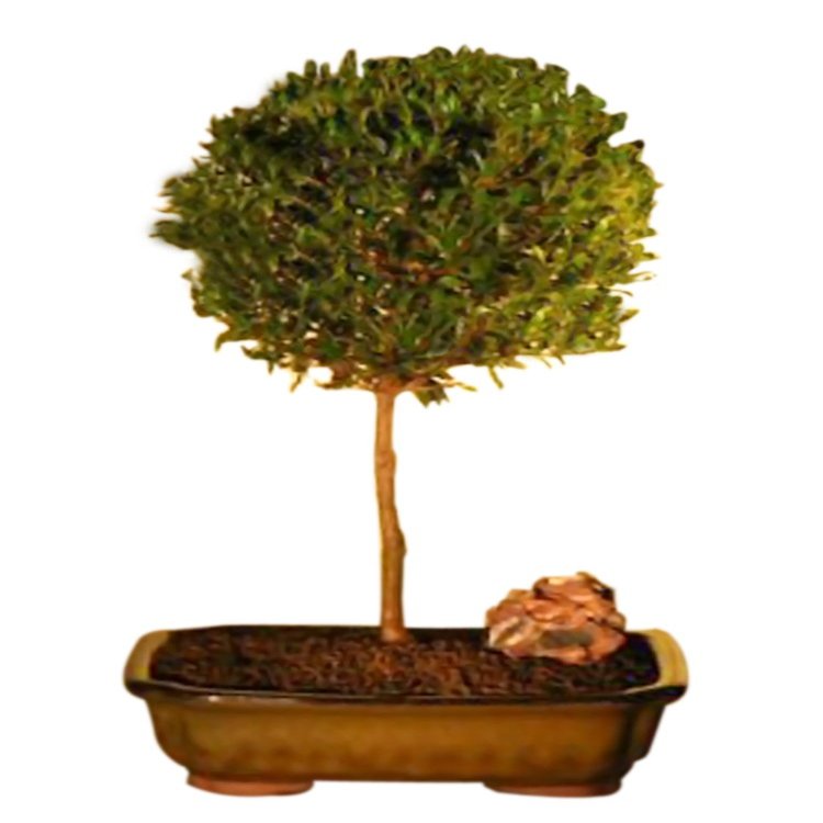 Bonsaiboy Flowering Brush Cherry - Ball Style Bonsai Tree (eugenia myrtifolia)