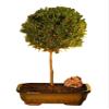 Bonsaiboy Flowering Brush Cherry - Ball Style Bonsai Tree (eugenia myrtifolia) view 1