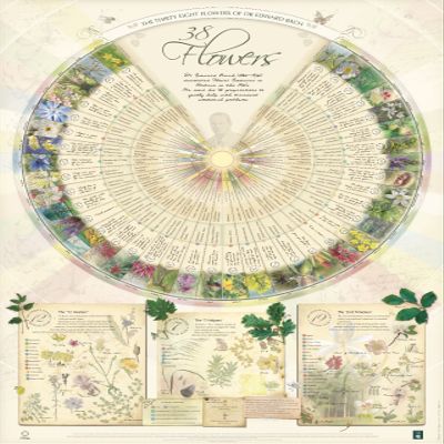 Creature Comforters Bach Flower Poster Wall Chart for the 38 Essences. A1
