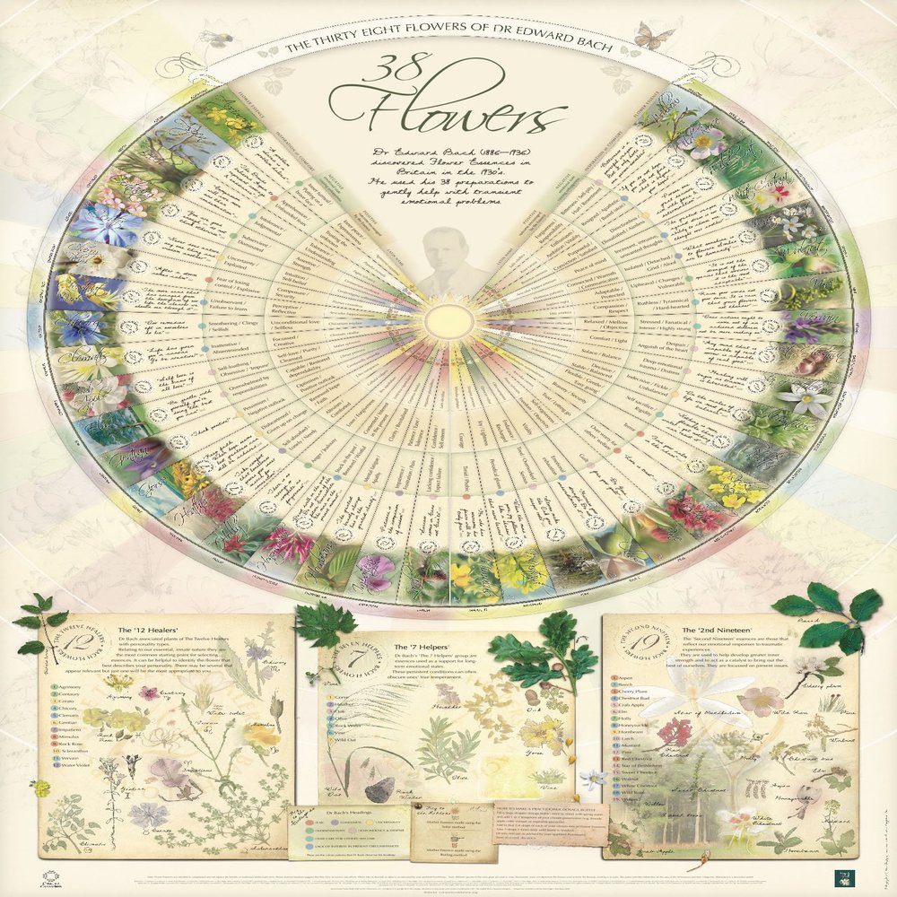 Creature Comforters Bach Flower Poster Wall Chart for the 38 Essences. A1