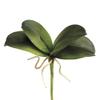 8" Mini Phalaenopsis Orchid Leaf Plant Green (Pack of 12) view 1
