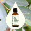 Plant Therapy Organic Eucalyptus Globulus Essential Oils 30 mL (1 oz), 100% Pure, USDA Certified Organic, Undiluted, Natural Aromatherapy for Respiratory Support & Focus view 3