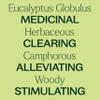 Plant Therapy Organic Eucalyptus Globulus Essential Oils 30 mL (1 oz), 100% Pure, USDA Certified Organic, Undiluted, Natural Aromatherapy for Respiratory Support & Focus view 4