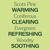 Plant Therapy Scots Pine Essential Oil 30 mL (1 oz) 100% Pure, Undiluted, Therapeutic Grade view 4