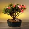 Bonsai Boy's Starter Kit - Chinzan Azalea Make Your Own Bonsai Tree view 1