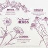 WishGarden Herbs Ear Be Well Treatment Kit - Soothing Ear Oil Drops with Mullein & Garlic + Herbal Tincture Supports Rapid Immune Response, Soothes Infants, Babies & Adults Ear Aches, 1.27oz view 4