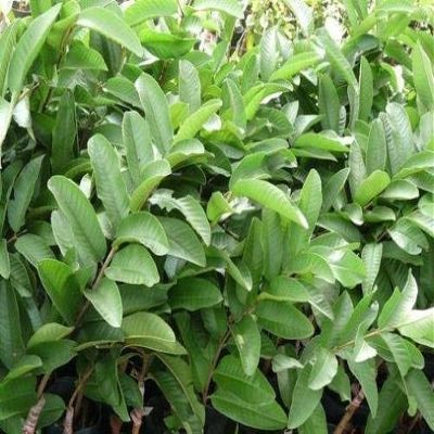 1/2 LB (8 oz) Fresh Guava leaves - Naturally Grown in Southern California with No Pesticides or Fumigants, Freshly Picked by Order FAST SHIPPING