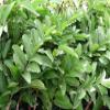 1/2 LB (8 oz) Fresh Guava leaves - Naturally Grown in Southern California with No Pesticides or Fumigants, Freshly Picked by Order FAST SHIPPING view 1