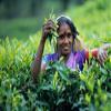 Basilur | Tea Book Collection Vol 2 thru Vol 5 | Collectable Metal Tin Caddies | Pure Ceylon Black & Green teas | Whole Leaf Tea, 100g (3.5oz) each | Pack of 4 view 2
