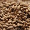 Crisp Maris Otter 25 kg view 1