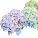 Bulk Hydrangeas | Blue | 90