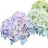 Bulk Hydrangeas | Blue | 90 view 1