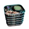 John West Cod Soft Roes (100g) - Pack of 6 view 1