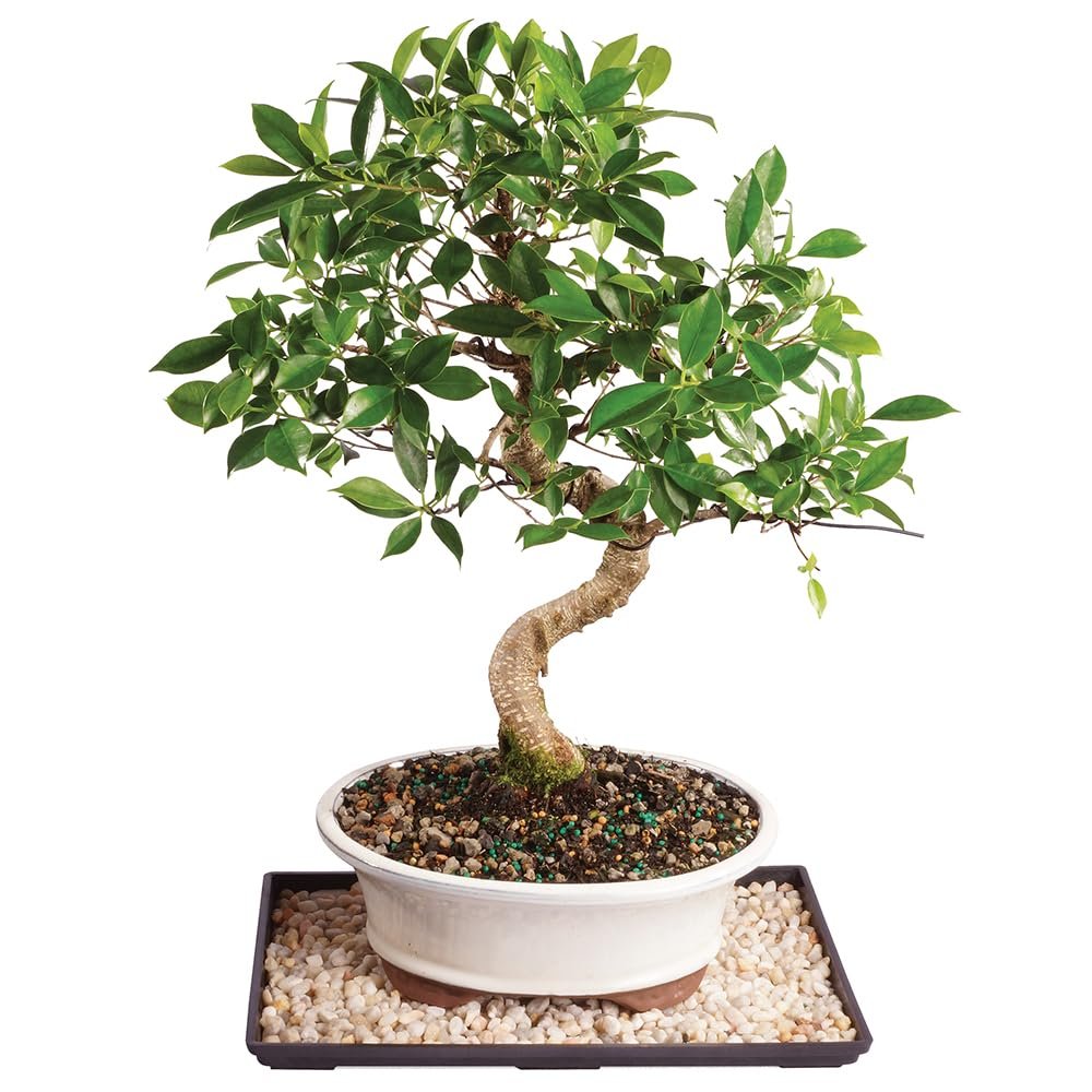 Brussel's Bonsai Live Golden Gate Ficus Indoor Bonsai Tree - Large, 10 Years, 16 to 20 In - Live Bonsai Tree in Ceramic Bonsai Pot and Humidity Tray