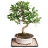 Brussel's Bonsai Live Golden Gate Ficus Indoor Bonsai Tree - Large, 10 Years, 16 to 20 In - Live Bonsai Tree in Ceramic Bonsai Pot and Humidity Tray view 1