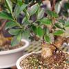 Brussel's Bonsai Live Golden Gate Ficus Indoor Bonsai Tree - Large, 10 Years, 16 to 20 In - Live Bonsai Tree in Ceramic Bonsai Pot and Humidity Tray view 2