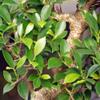 Brussel's Bonsai Live Golden Gate Ficus Indoor Bonsai Tree - Large, 10 Years, 16 to 20 In - Live Bonsai Tree in Ceramic Bonsai Pot and Humidity Tray view 3