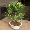 Brussel's Bonsai Live Golden Gate Ficus Indoor Bonsai Tree - Large, 10 Years, 16 to 20 In - Live Bonsai Tree in Ceramic Bonsai Pot and Humidity Tray view 4