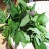 500 KOREAN MINT SEEDS (Huo-xiang, Korean Mint) excellent for making sun tea. by wbut2023 view 1