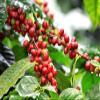 Good Times Coffee Company Green Unroasted Coffee Beans, Ethiopian Yirgacheffe (1 Pound) view 4