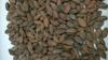1 lb BOLIVIA ALTO BENI, HEIRLOOM, ORGANIC RAW CACAO/COCOA BEANS view 2