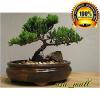 Bonsai Tree Zen Juniper Little Live Nature Japanese Pot Indoor Plant Desk Xmas view 1