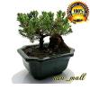 Bonsai Tree Zen Juniper Little Live Nature Japanese Pot Indoor Plant Desk Xmas view 2