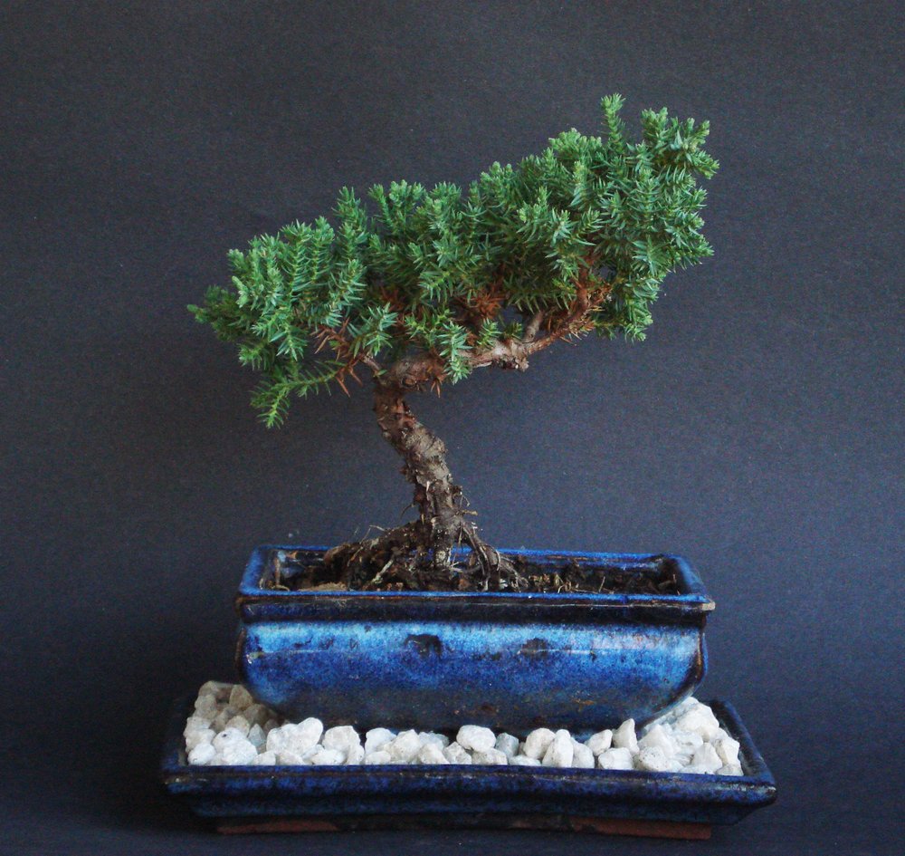 Over 5 Years Old Juniper Indoor Bonsai Tree with Natural Rock and Tray