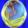 Yeast Extract - 10 Grams view 2