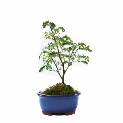 Indoorbonsaiandexotics Brazilian Raintree Bonsai