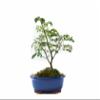 Indoorbonsaiandexotics Brazilian Raintree Bonsai view 1