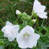 Women's - White Musk Scented Pheromone Oil (Roll On) view 3